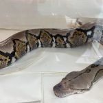 New England Reptile Distributors - NERD