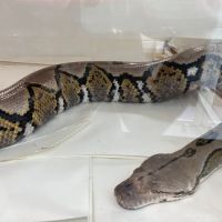 New England Reptile Distributors - NERD ico