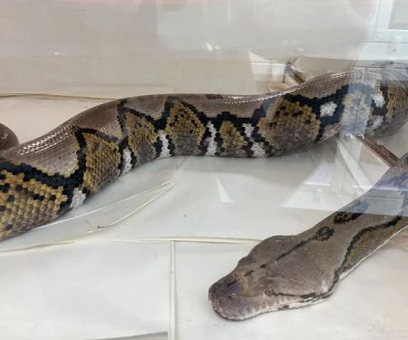 New England Reptile Distributors - NERD