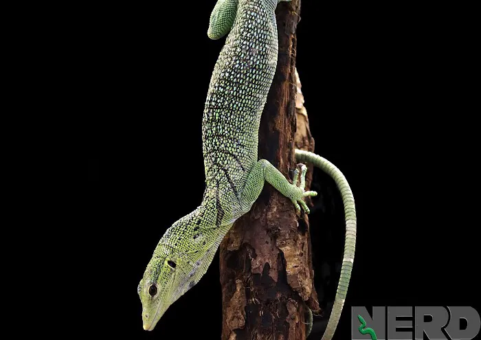 New England Reptile Distributors - NERD Picture 3