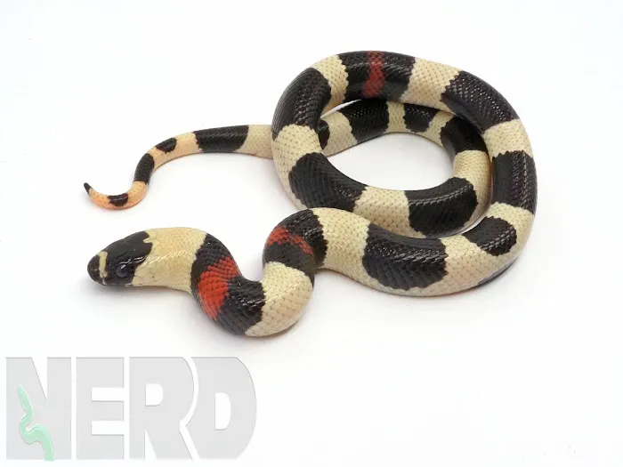 New England Reptile Distributors - NERD Picture 2