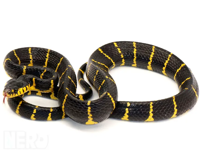 New England Reptile Distributors - NERD Picture 7