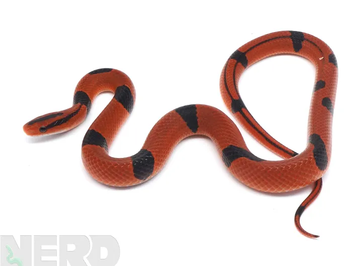 New England Reptile Distributors - NERD Picture 10