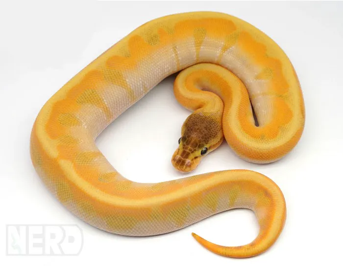 New England Reptile Distributors - NERD Picture 6