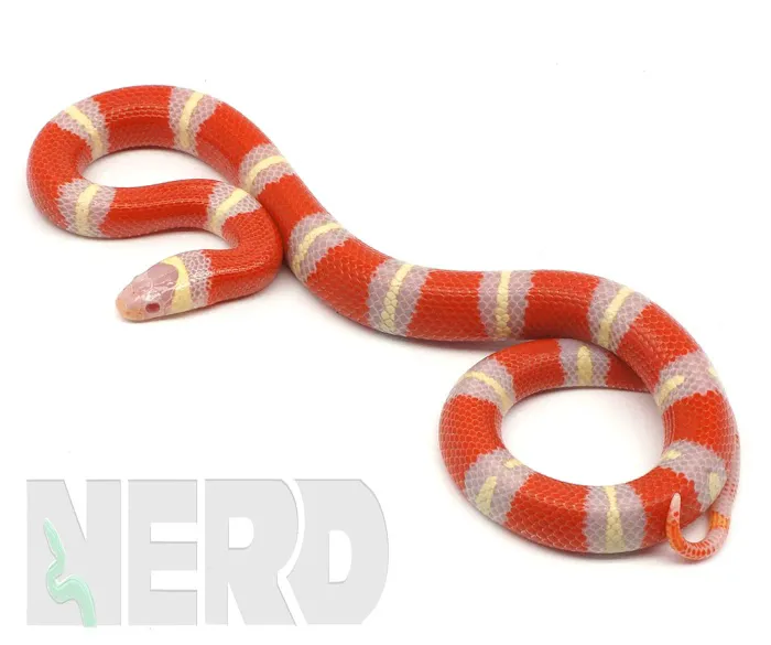 New England Reptile Distributors - NERD Picture 4