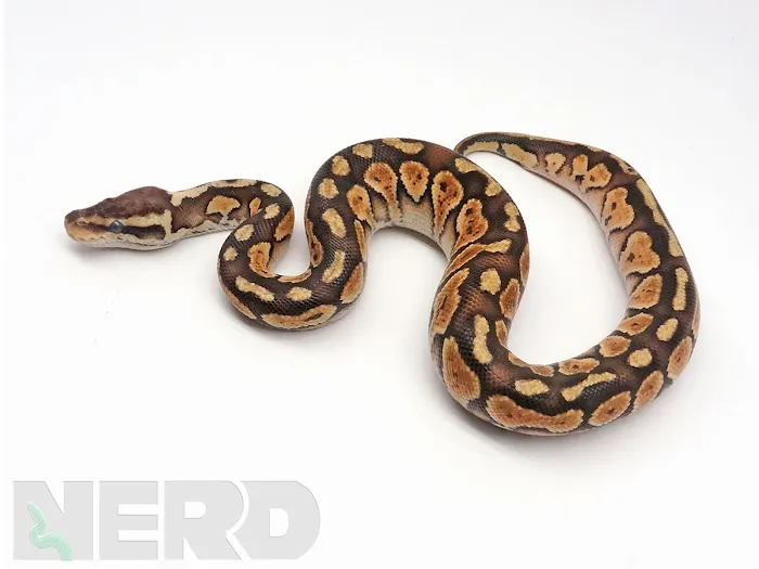 New England Reptile Distributors - NERD Picture 8