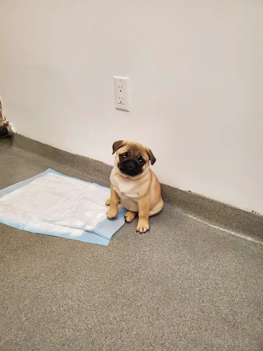 Worth Street Veterinary Center Picture 1