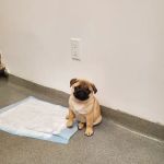 Worth Street Veterinary Center