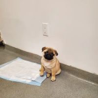 Worth Street Veterinary Center ico