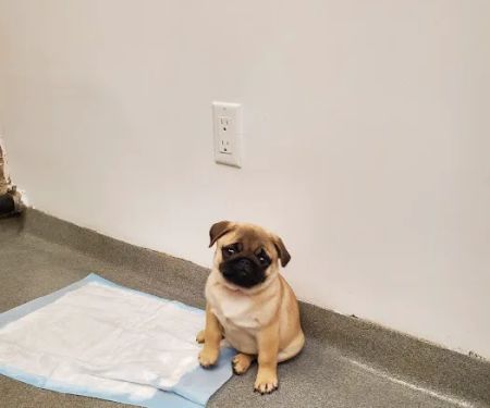 Worth Street Veterinary Center