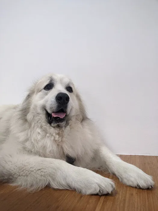 Worth Street Veterinary Center Picture 8