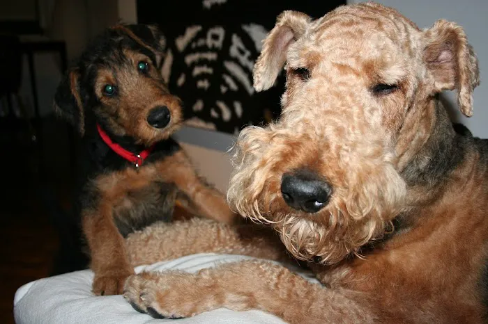 Worth Street Veterinary Center Picture 2