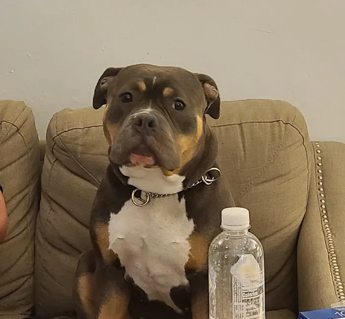 Worth Street Veterinary Center Picture 4