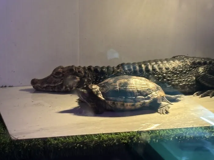 Zoo Creatures Pet Store Picture 1