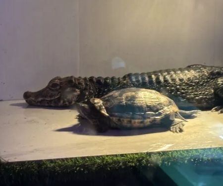 Zoo Creatures Pet Store