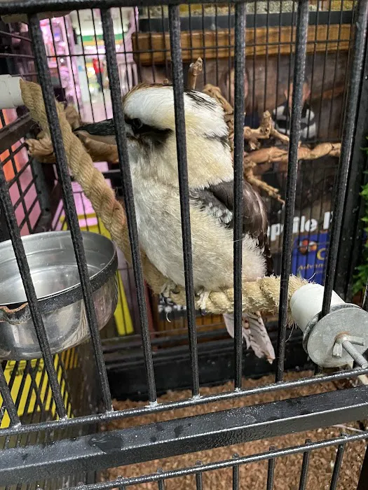 Zoo Creatures Pet Store Picture 7