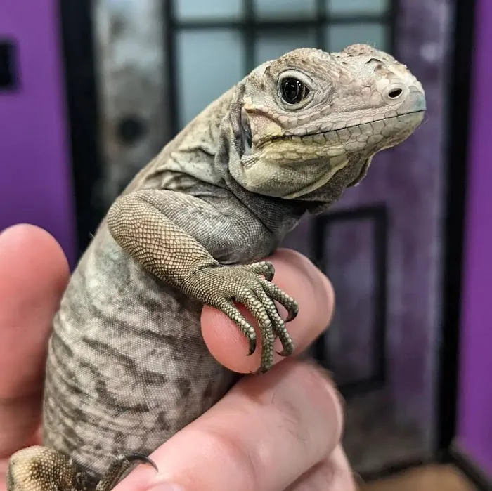 Zoo Creatures Pet Store Picture 8