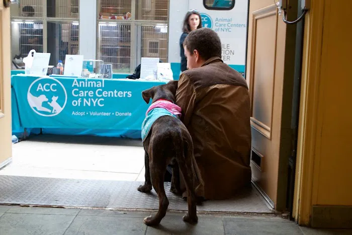Reade Street Animal Hospital, A Thrive Pet Healthcare Partner Picture 10