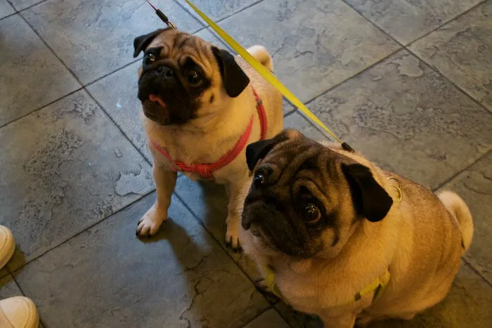 Reade Street Animal Hospital, A Thrive Pet Healthcare Partner Picture 1