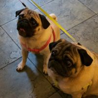 Reade Street Animal Hospital, A Thrive Pet Healthcare Partner ico