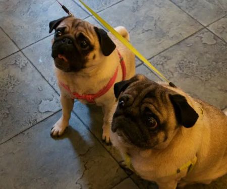 Reade Street Animal Hospital, A Thrive Pet Healthcare Partner