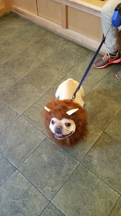 Reade Street Animal Hospital, A Thrive Pet Healthcare Partner Picture 6