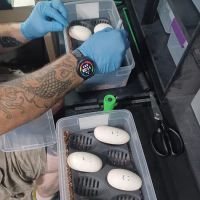 Skinz Pythons and Pigment ico