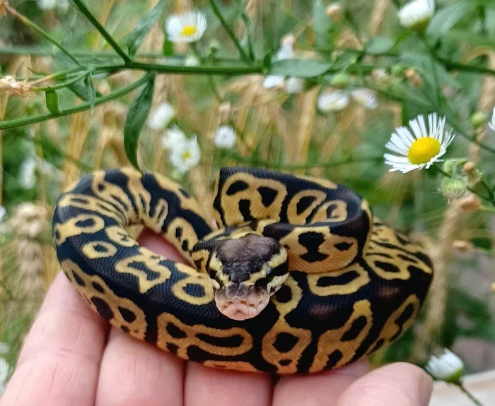 Skinz Pythons and Pigment Picture 5