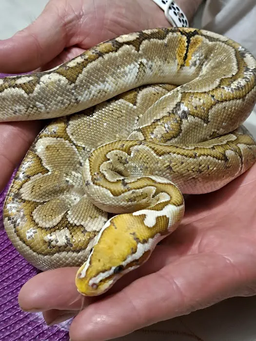 Skinz Pythons and Pigment Picture 9