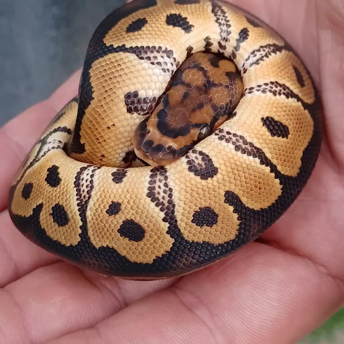 Skinz Pythons and Pigment Picture 4