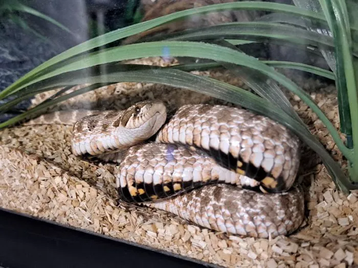 Skinz Pythons and Pigment Picture 2