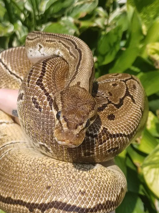Skinz Pythons and Pigment Picture 7