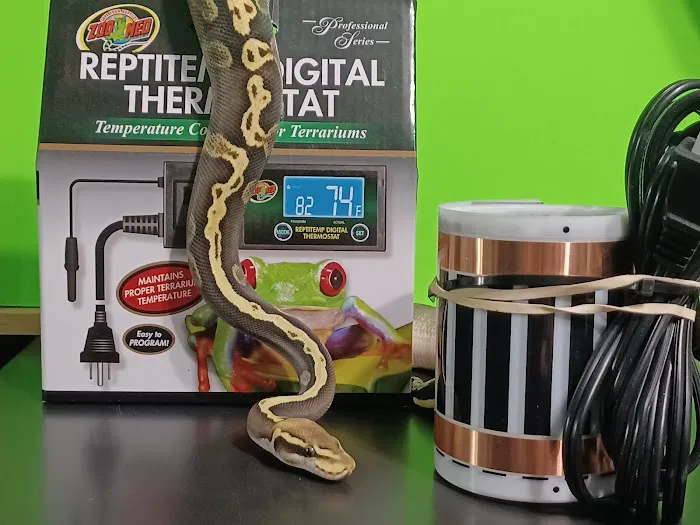 Skinz Pythons and Pigment Picture 6