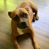 Tribeca Veterinary Dentistry ico