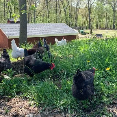Fox Hill Farm Stand & Pet Store Picture 3