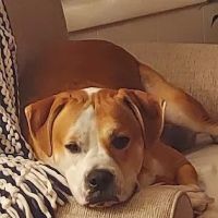 Petco ico