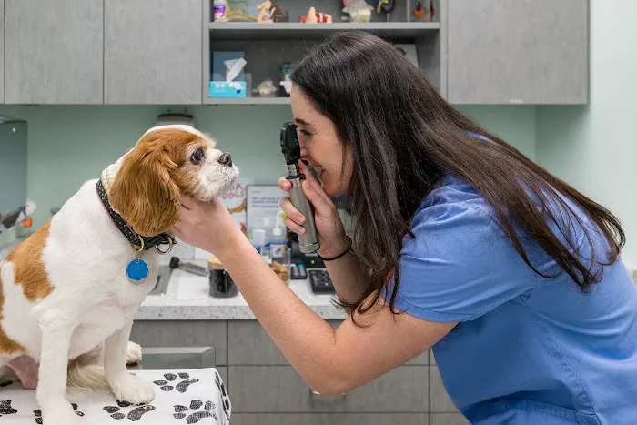 Battery Park Veterinary Hospital Picture 8
