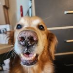 The Natural Dog