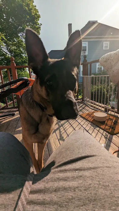 The Natural Dog Picture 5