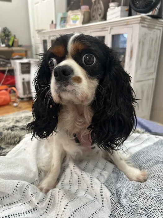 The Natural Dog Picture 6