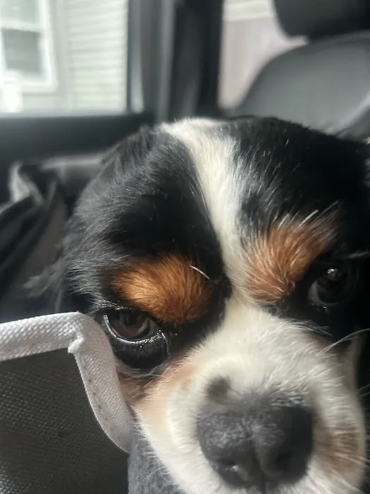 The Natural Dog Picture 4