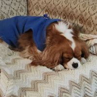 Petco ico
