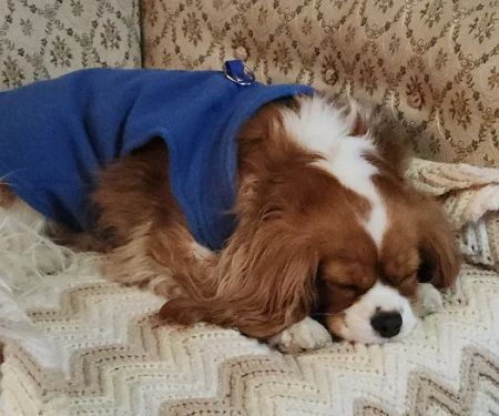 Petco