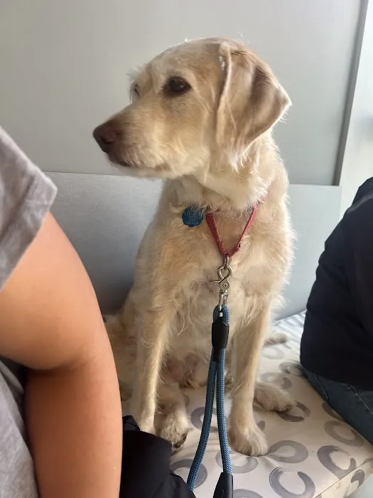 Tribeca Soho Animal Hospital Picture 10