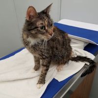 Tribeca Soho Animal Hospital ico