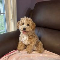 Unleashed by Petco ico