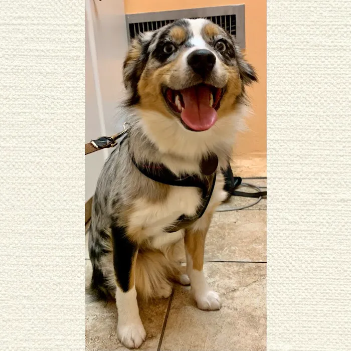 Kalvig and Shorter Veterinary Associates Picture 2