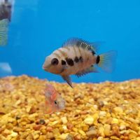 Petco ico