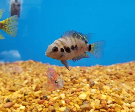 Petco