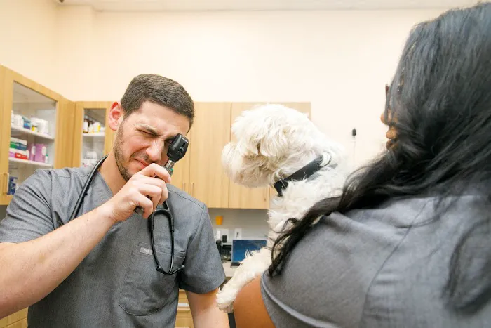 Bond Vet - Kips Bay Picture 10